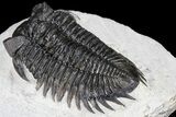 Coltraneia Trilobite Fossil - Huge Faceted Eyes #86004-2